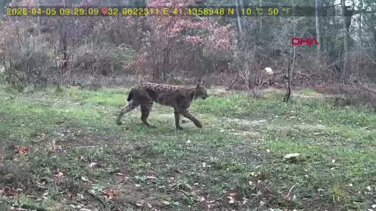 Karabük’te Yaban Hayatı Fotokapana Yansıdı