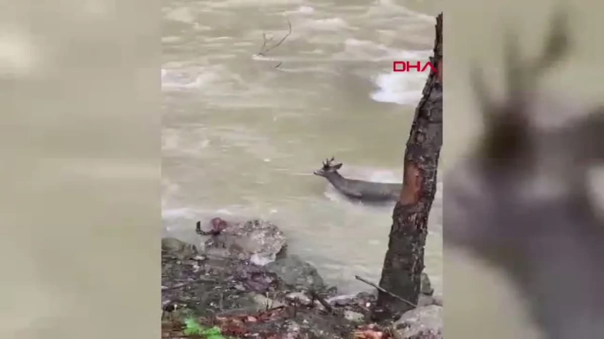 Kastamonu’da Zorlu Çay Geçişi: Karaca Kamera Karşısında
