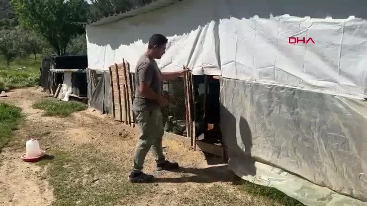 Üniversite Mezunu Genç, Şehir Stresinden Kaçıp Hayvancılıkla Hayallerine Kavuştu