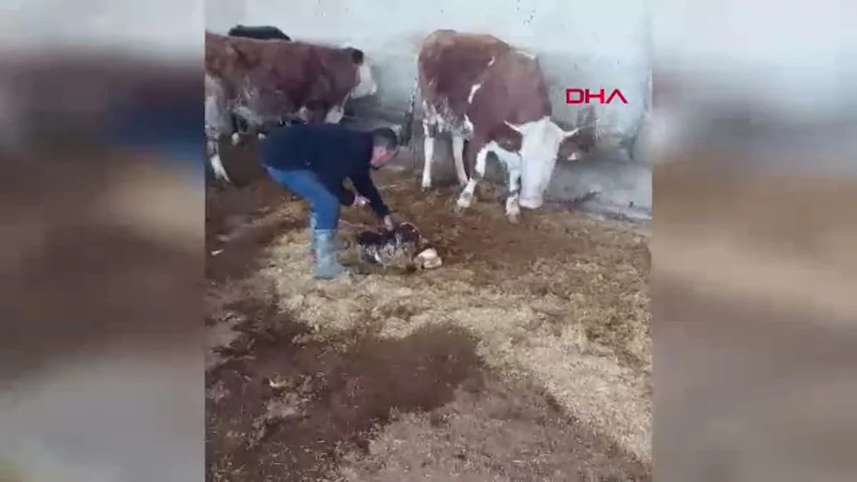Kayseri’de Anne İnek ve Yeni Doğan Buzağının Duygusal Kavuşması