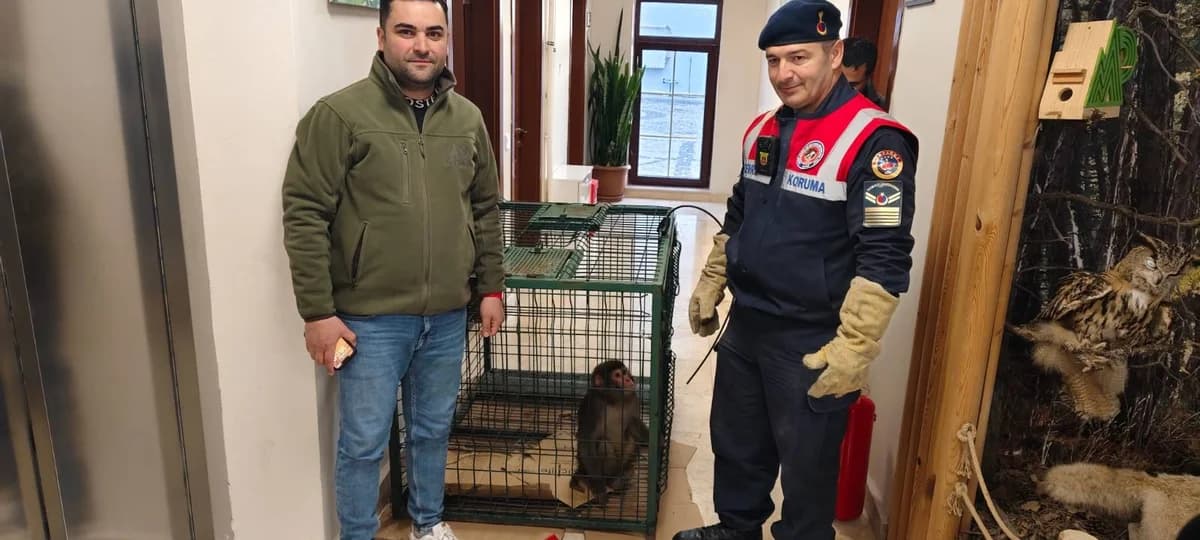 Yozgat’ta Bulunan Yasaklı ‘Hint Şebeği’ Cinsi Maymun Koruma Altında