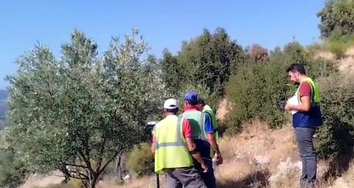 Zeytin Katliamı Mesaisi Başladı: YK Enerji Milas’ta Zeytinliklerde Sayıma Başladı