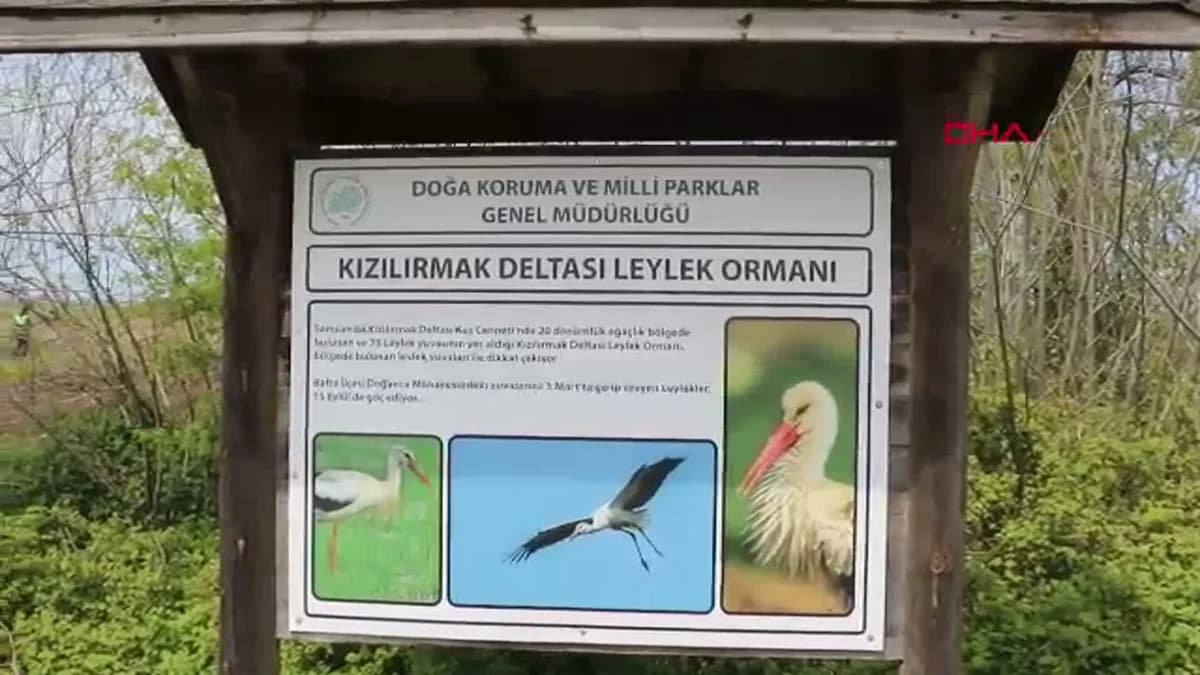 7 Bin Kilometre Öteden Gelen Misafirler: Leylekler Kızılırmak Deltası’nda Kuluçkaya Yattı