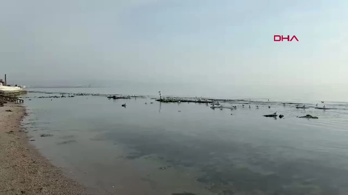 Marmara Denizi’nde Sıradışı Olay: Tekirdağ’da ‘Kral Yolu’ Gün Yüzüne Çıktı