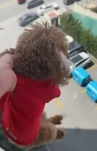 Başakşehir’de Kan Donduran Anlar: Köpeği Pencereden Sarkıtıp Cama Vurdu, Alkollüydüm Dedi