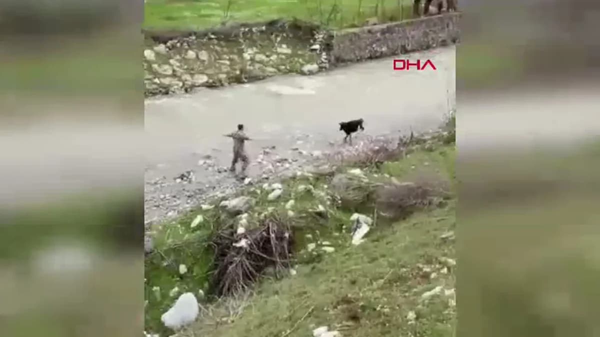 Siirt’te Polisi Harekete Geçiren Buzağı Kovalamacası