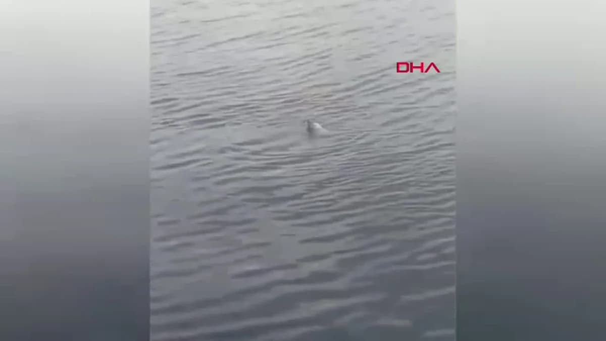 Zonguldak’ta Su Samuru Ailesi Keyifli Anlar Yaşadı