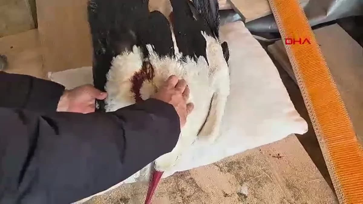 Göç Yolundaki Leylekler Vuruluyor: Hatay’da 2 Ayda 53 Vaka