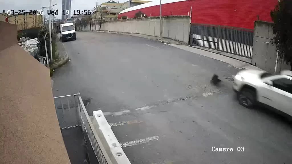 Avcılar’da Cip Sürücüsü Köpeği Ezdi, Durmadan Yoluna Devam Etti