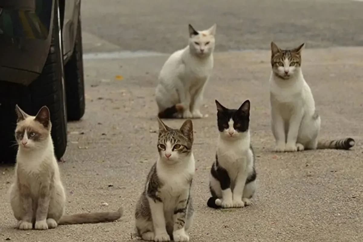 Yeni Zelanda vahşi kedi nüfusunu bitirmeyi amaçlıyor
