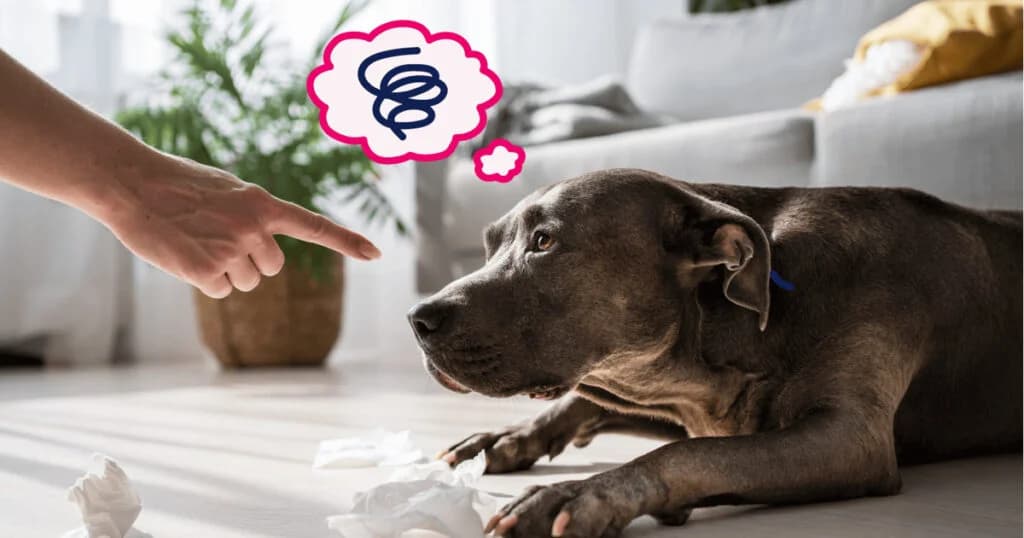 Köpeklerde Davranış Problemleri: Çözüm İçin Etkili Yöntemler