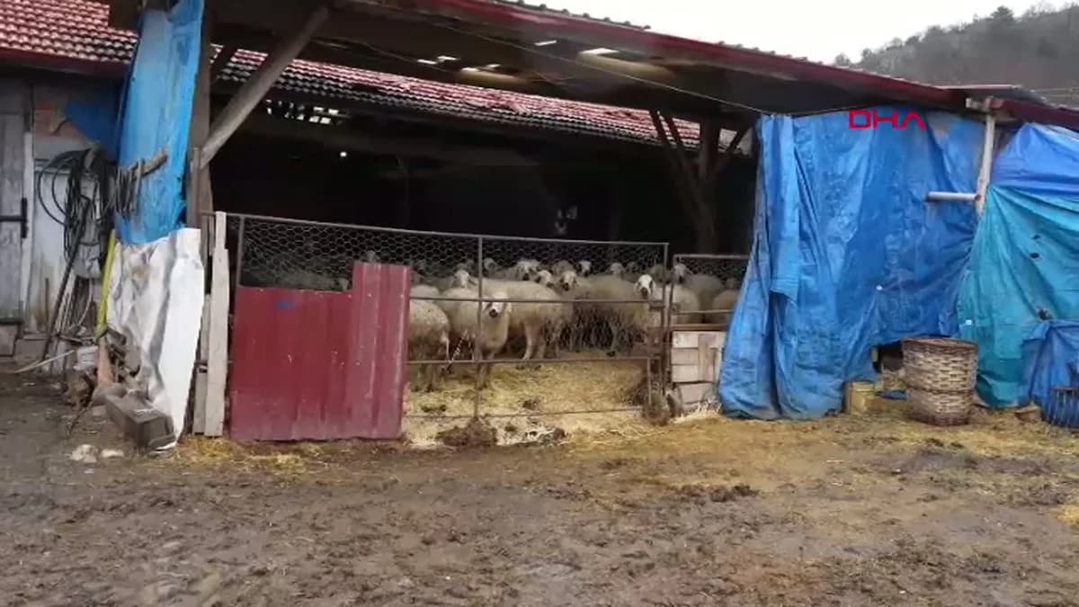 Amasya’da Devlet Desteğiyle 20 Koyundan 400 Baş Hayvana