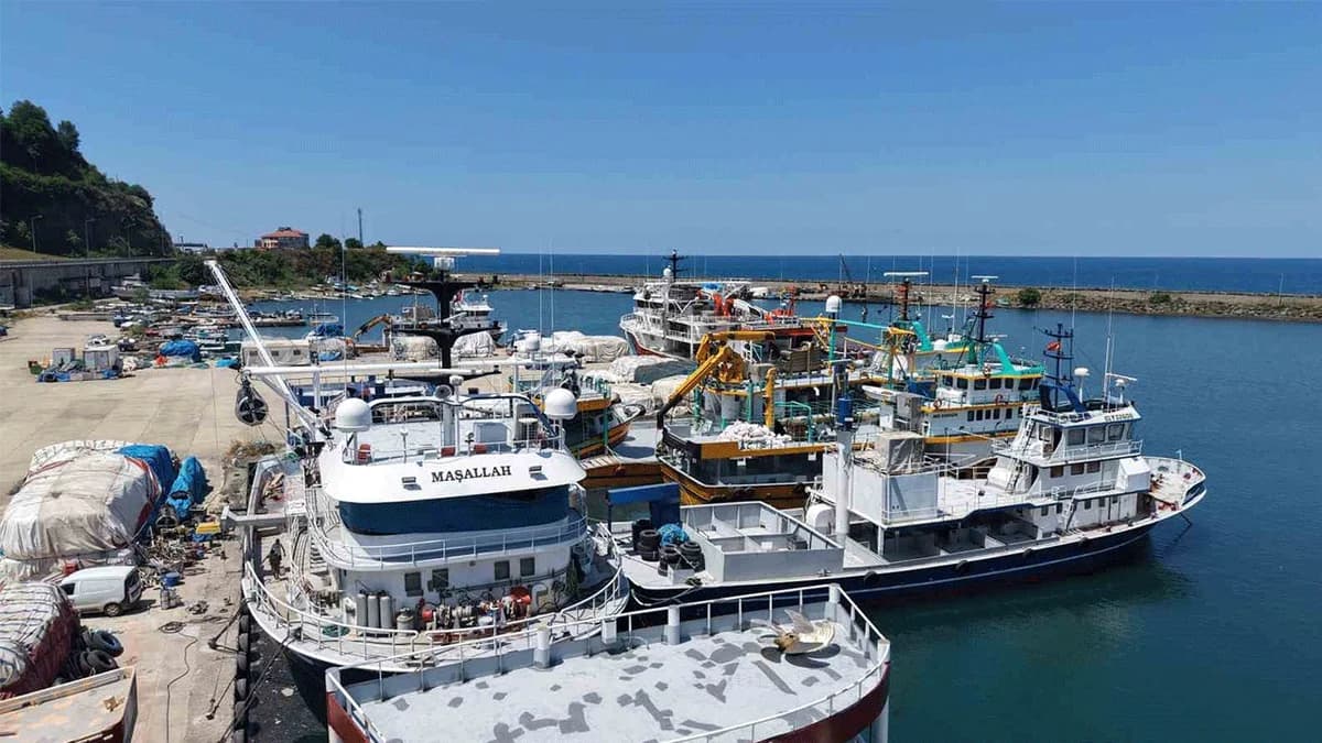 Karadeniz’de Balık Bereketi: Palamut Sevindirdi, Hamsi Umutları Artırdı
