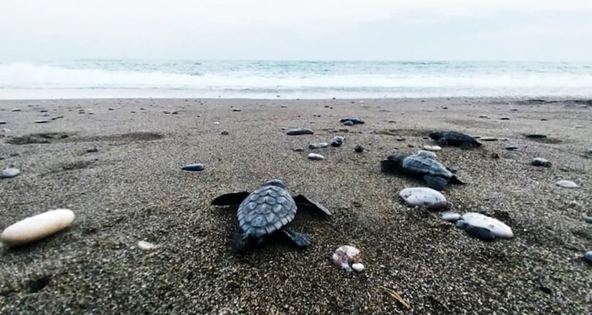 İztuzu’nda 30 Bin Caretta Caretta Yavrusunun Denizle Buluşması