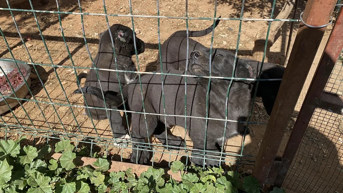 Yavru Köpeklere İşkence: Üreticiye 327 Bin TL Cezai İşlem