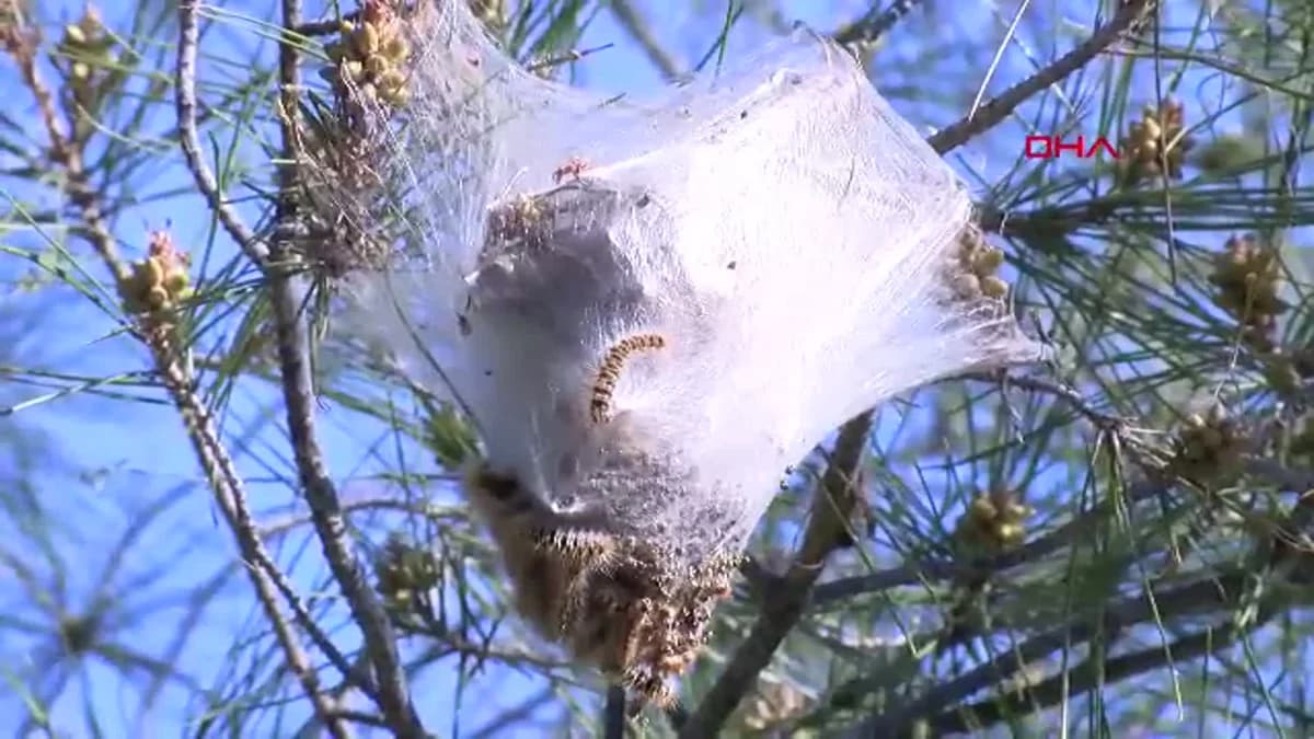 Antalya’da Çam Kese Tırtılı Tehdidi: Dikkatli Olun!