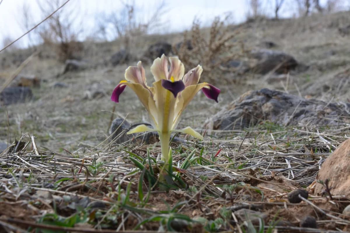 Baharın Müjdecisi: Kayseri’de Nevruz Çiçekleri Açtı