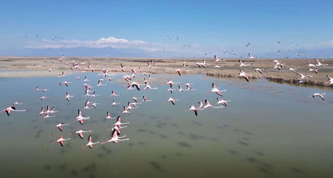 Kayseri’nin Flamingoları Dron ile Görüntülendi