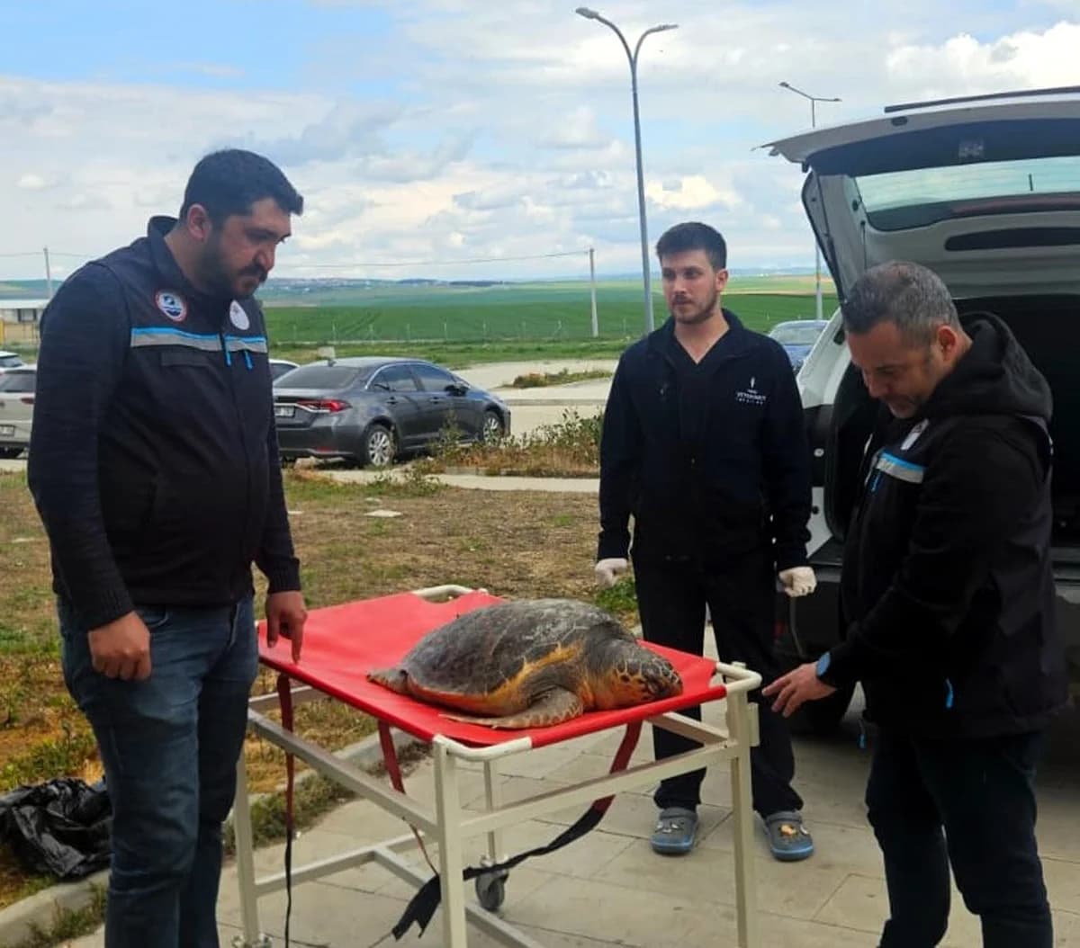 Tekirdağ’da Balıkçıların Ağına Takılan Ölü Caretta Caretta İnceleniyor