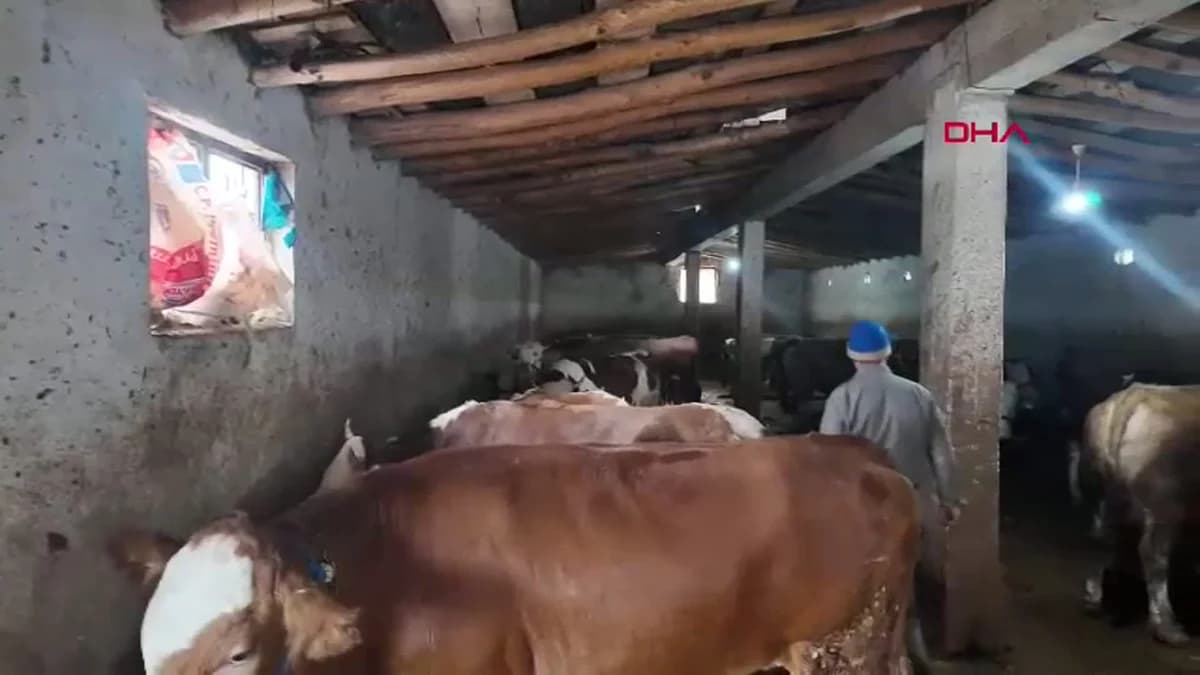Van’dan Batıya Kurbanlık Sevkiyatı Başladı: Besiciler Yüklerini Yükledi