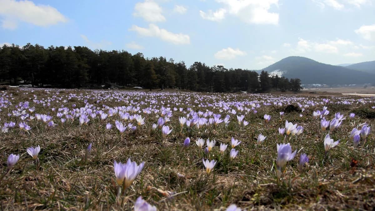 Bolu’nun Sarıalan Yaylası’nda Bahar Şöleni: Çiğdem Çiçekleri Açtı
