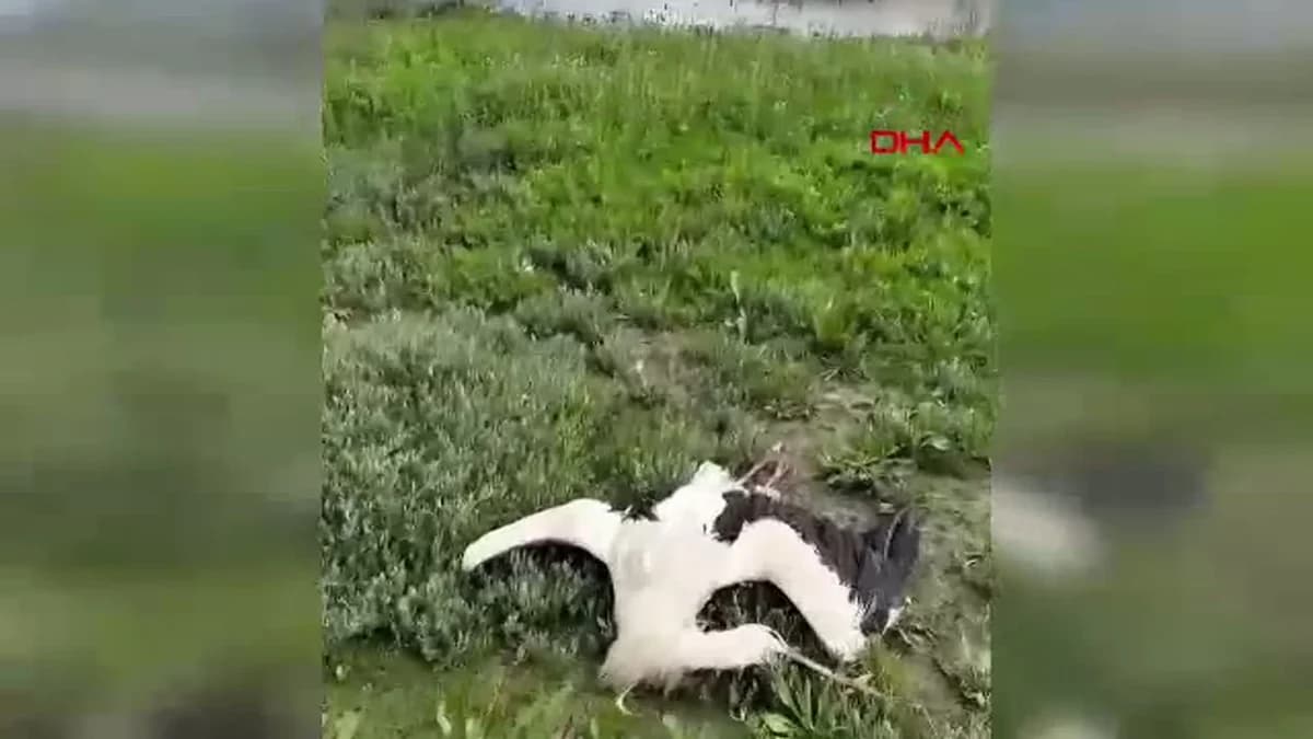 Hatay’da Göç Yolu Üzerinde 5 Leylek Tüfekle Vuruldu