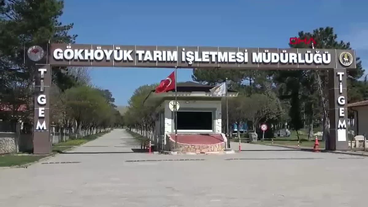 Amasya’da Kuzuların Anneleriyle Buluşması Dronla Görüntülendi