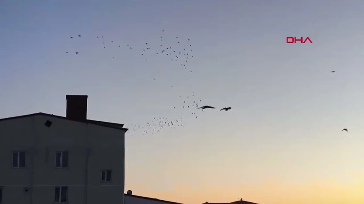 Kars’ta Karga ve Sığırcıkların Dansı