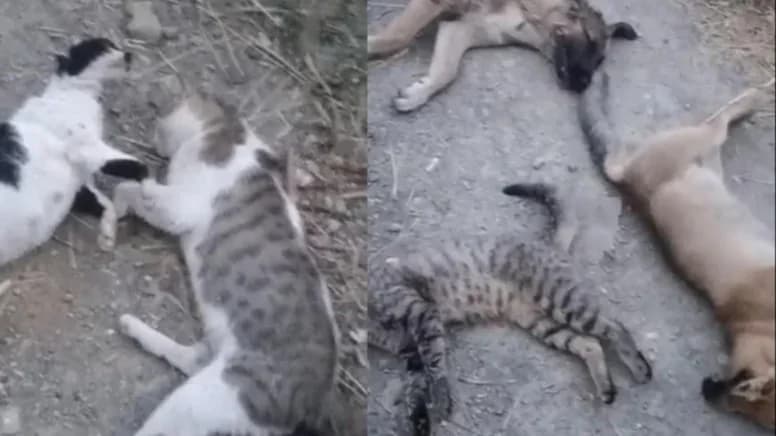 Hakkari’de hayvan katliamı: Köpek, kedi ve tilkiler katledildi