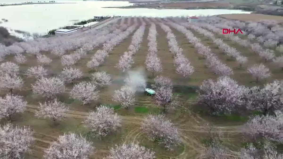 Malatya’da Kayısı Ağaçları Çiçek Açtı