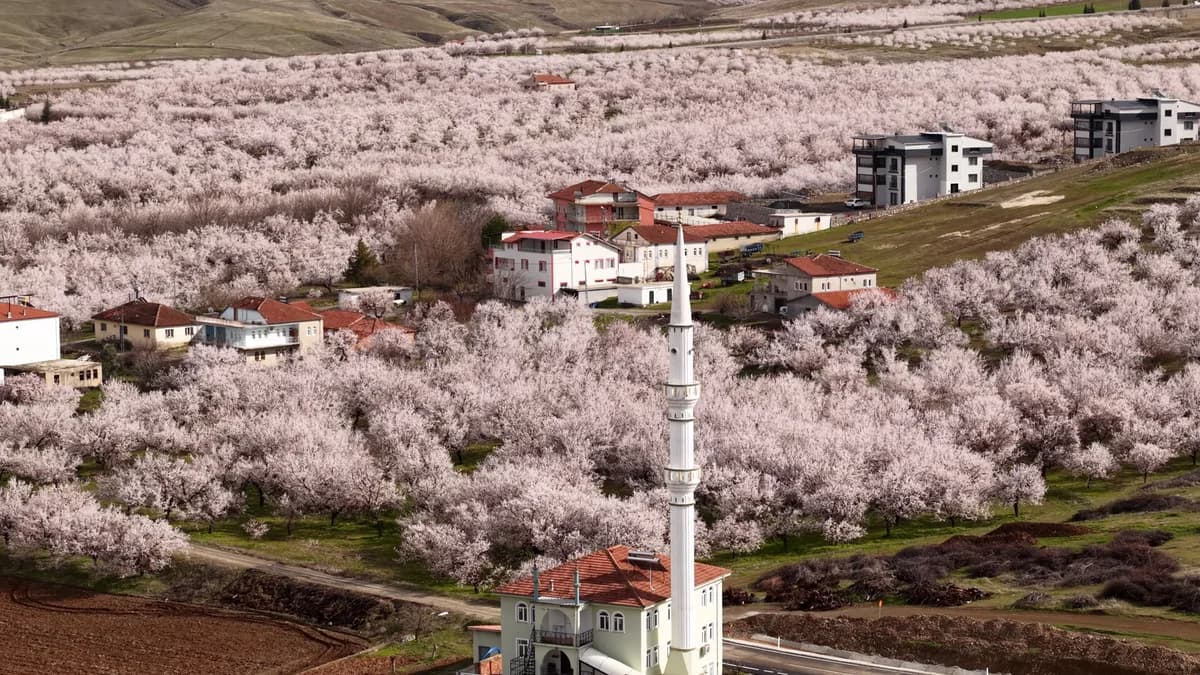 Malatya’daki Kayısı Ağaçları Çiçek Açtı: Geçen Yılki Dondan Sonra Umut Veriyor