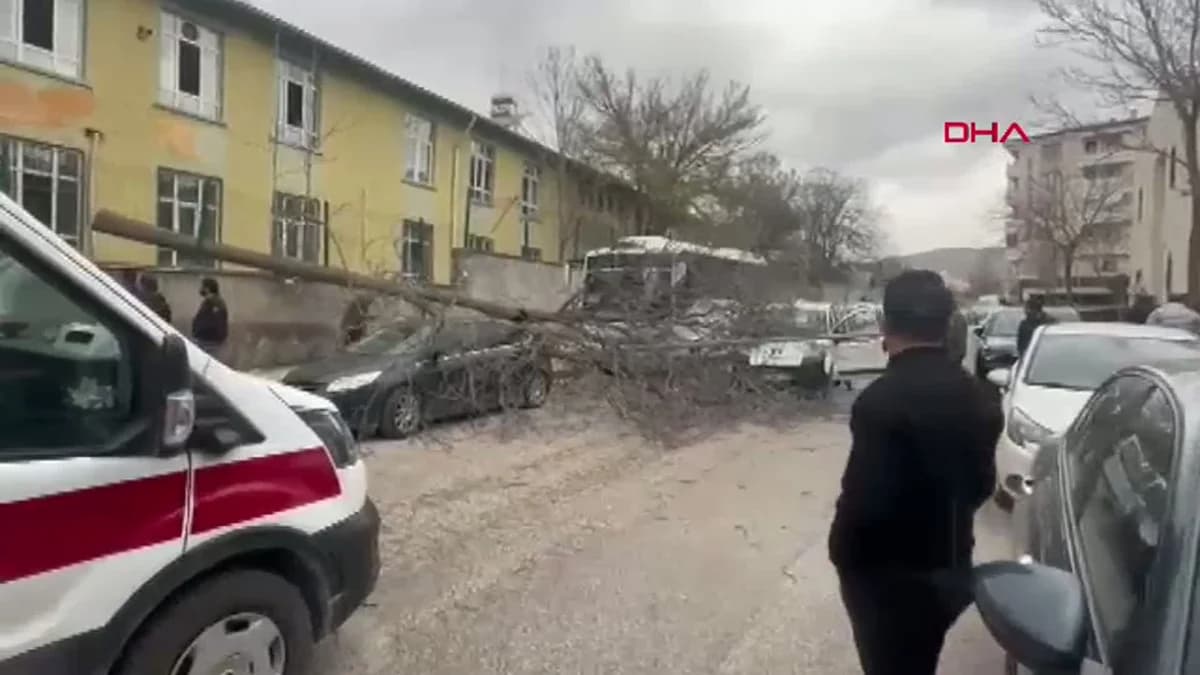 Elazığ’da Hastane Bahçesinde Kesilen Ağaç Devrildi: 3 Yaralı