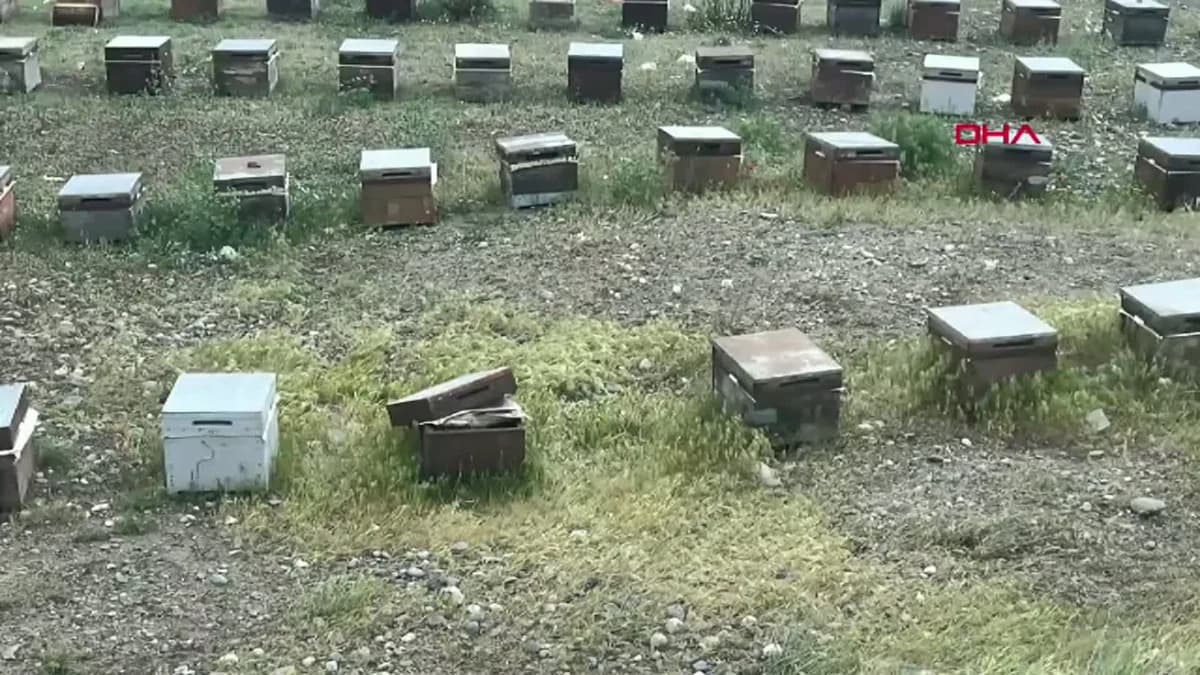 Iğdır’da Arı İstilası: Bin Koyun Telef Oldu, Sürü Sahibi ve Çobanlar Hastanelik
