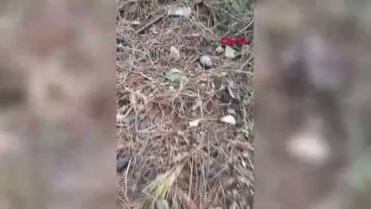 Çanakkale Dağ Köylerinde Kuzugöbeği Mantarı, Ekonomik Canlanma Sağlıyor