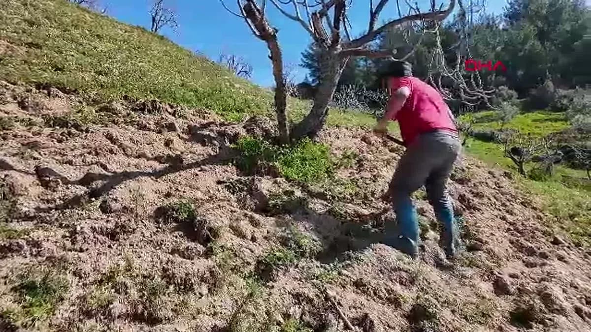 Aydın’da 8 Bin TL Yevmiye ile At ile Çift Sürme İşçileri Bulunamıyor