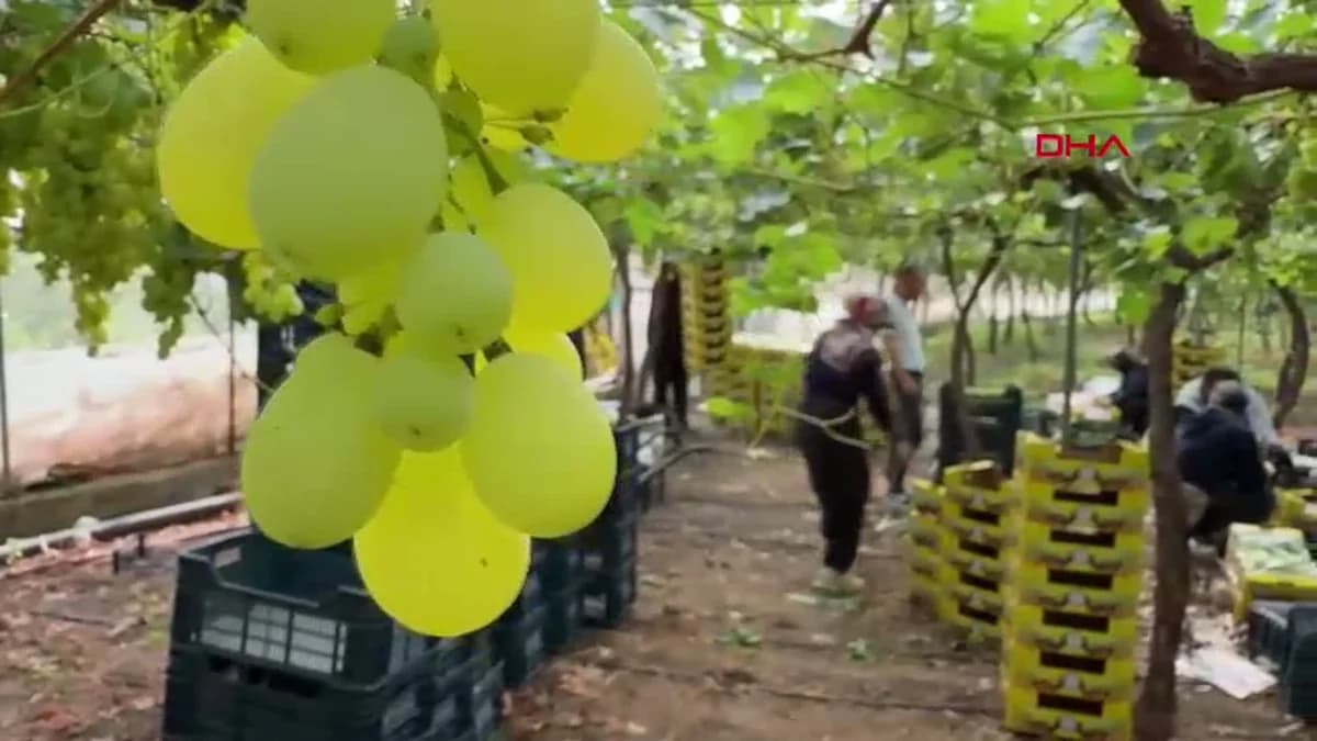 Mersin’den Dünyaya Gelen Lezzet: İlk Hasat Üzüm Kilogramı 600 TL’den İhraç Edildi!