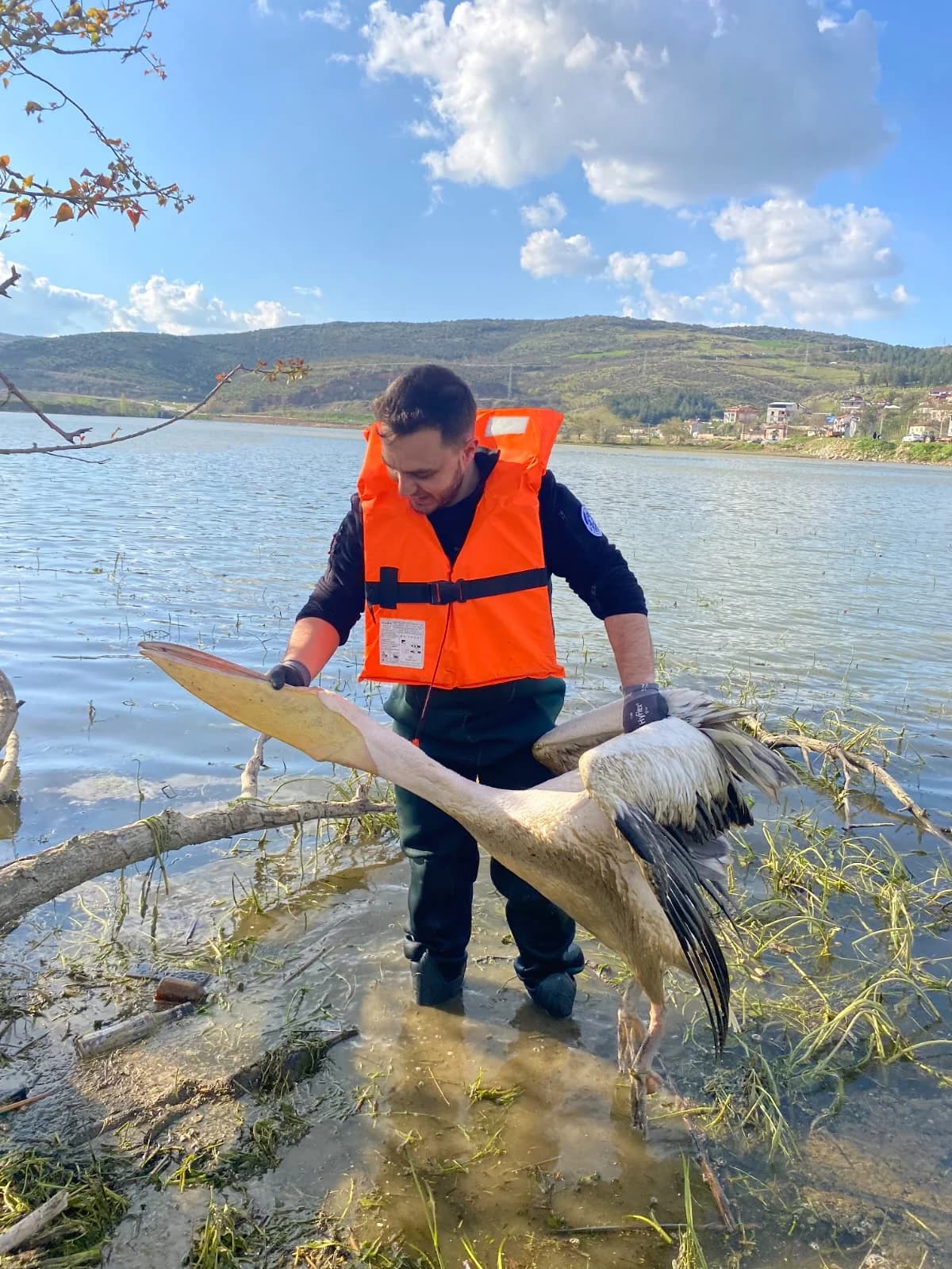 İnegöl’de Yaralı Pelikan Kurtarıldı