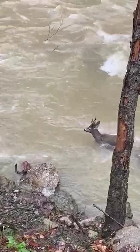 Kastamonu’da Karacanın Çayın Zorlu Geçişi