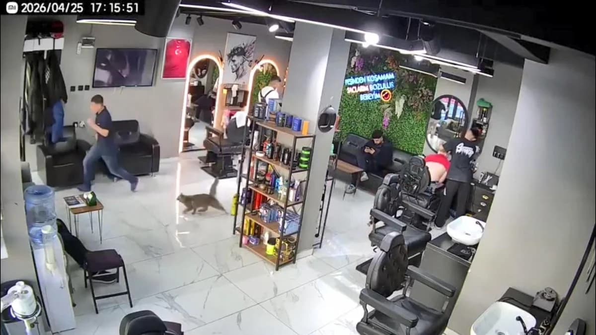 Sultangazi’de Kuaför Salonunda Kedi Panik Yarattı: Müşteriler Kaçtı!