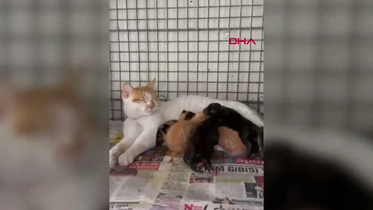 Antalya’da Anne Köpek Kaybedildi, Yavru Köpeklere Kedi Sahip Çıktı