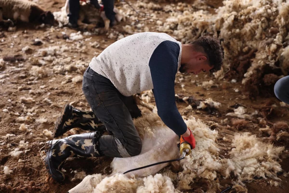 Kars’ta Koyun Kırkım Sezonu Başlıyor