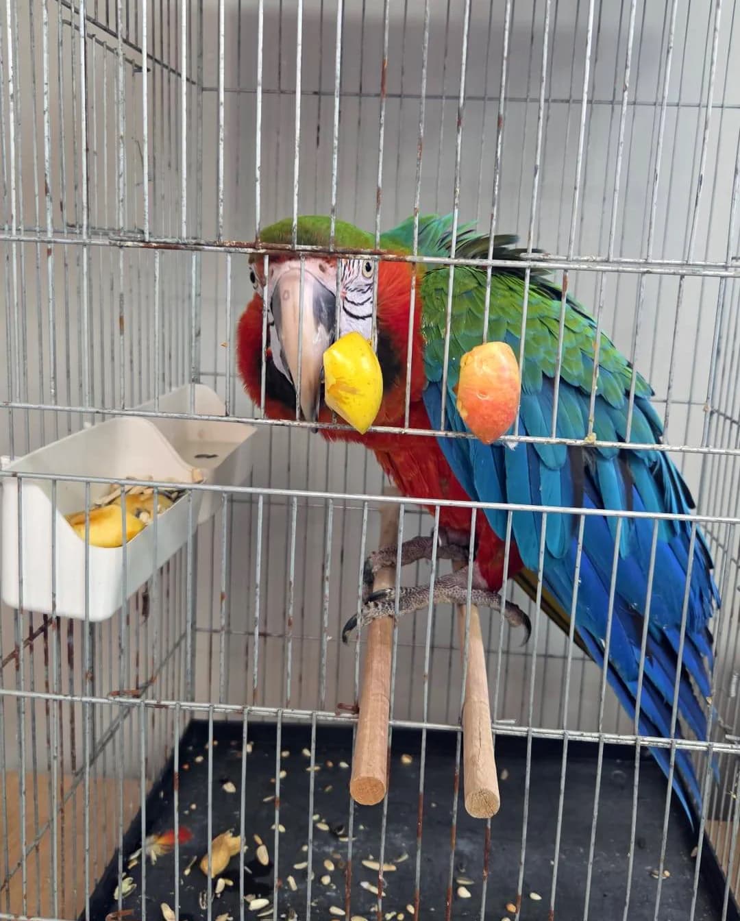 Edirne’de Yasa Dışı Yolla Getirilmeye Çalışılan 3 Macaw Papağanı Ele Geçirildi