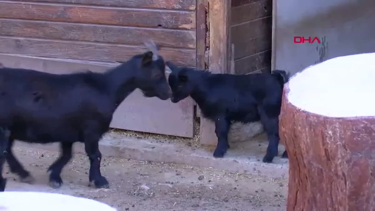 Antalya’da Mini Hayvanat Bahçesinde Yavru Sevinci