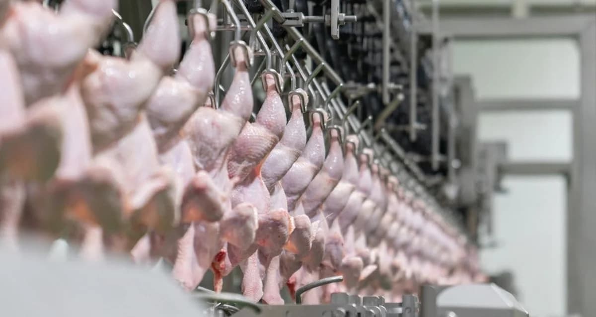 Suriye’den Türkiye’ye Tavuk Yasağı: İhracatta Yeni Dönem