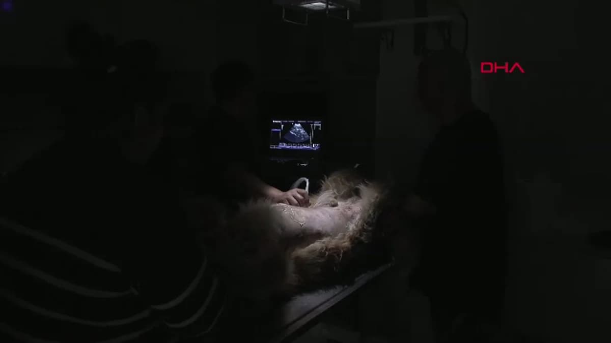 Adana’da Yapay Zeka Destekli Ultrason Cihazıyla Hayvan Hastalıklarına Erken Teşhis