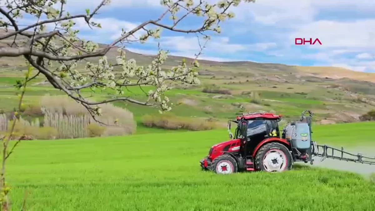 Sivas’ta Tarım Alarmı: Yağışlar Sarı Pas ve Kök Çürüklüğünü Tetikledi!