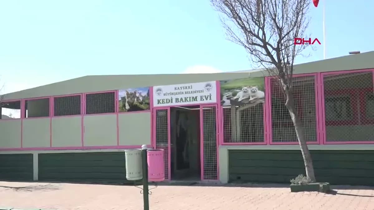 Kayseri’de Kedi Bakım Evi Sokak Kedilerine Yeni Bir Yaşam Sunuyor