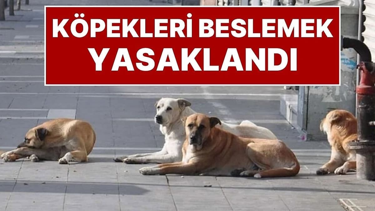 Valilik genelgesiyle İstanbul’da sokak hayvanlarını beslemek yasaklandı