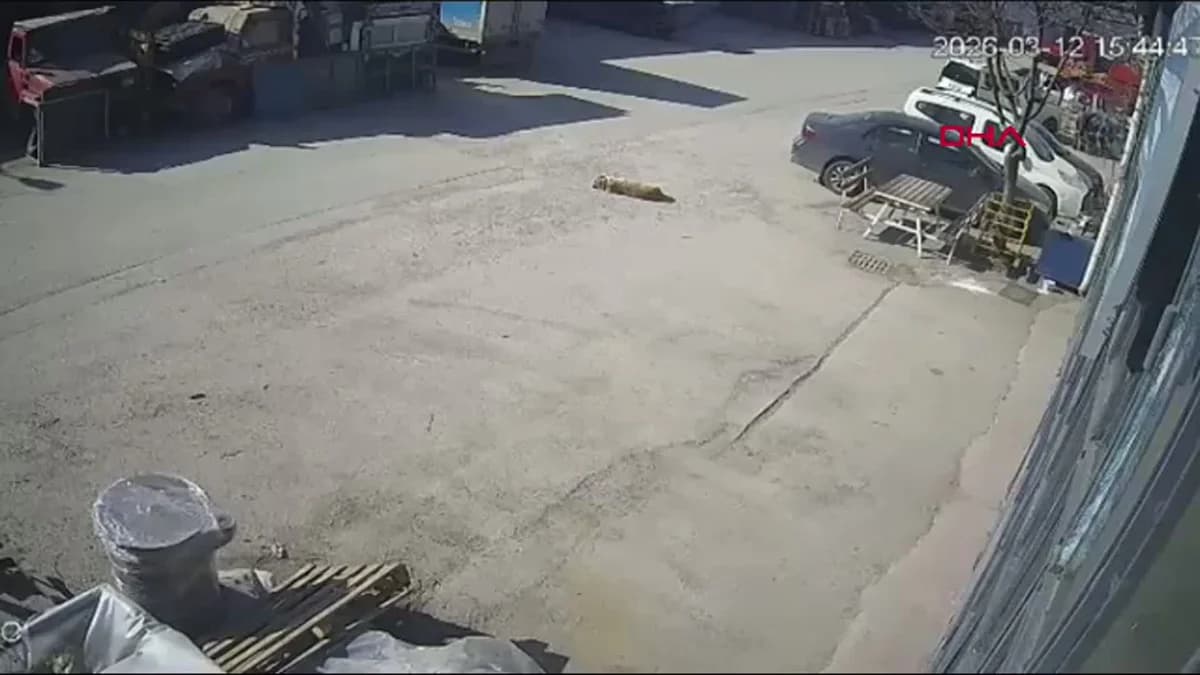 Bolu’da Yerde Yatan Köpeği Otomobil Ezdi