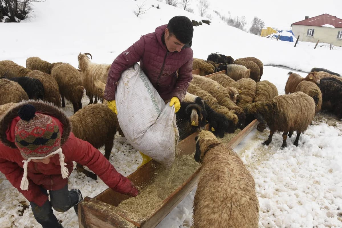 Bitlis’te Nisan Yağışı Besicileri Zora Soktu